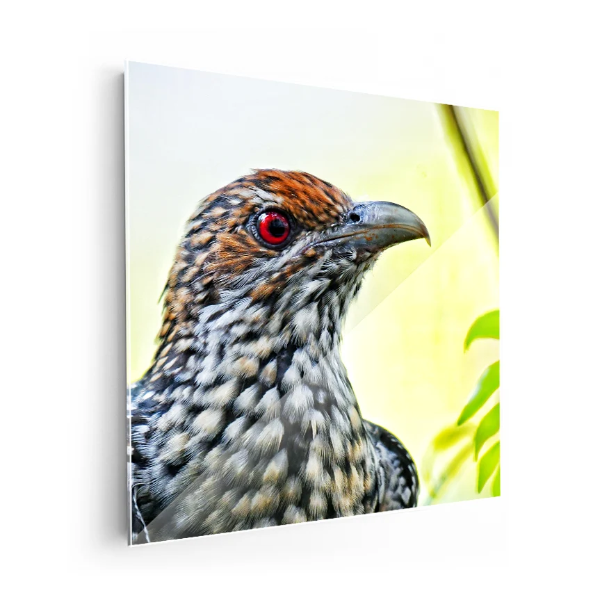 Koel Asiático Poster