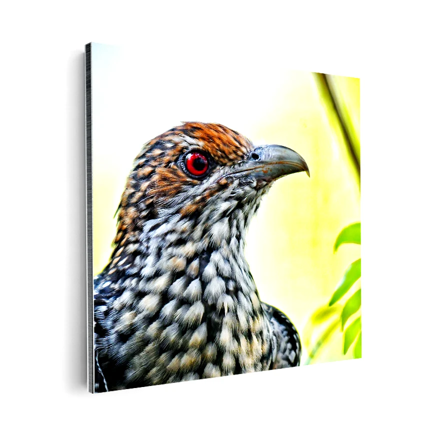 Koel Asiático Poster