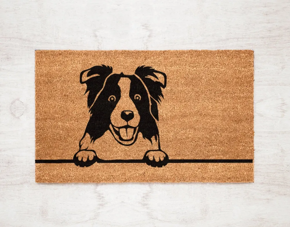 Border Collie Kokomat