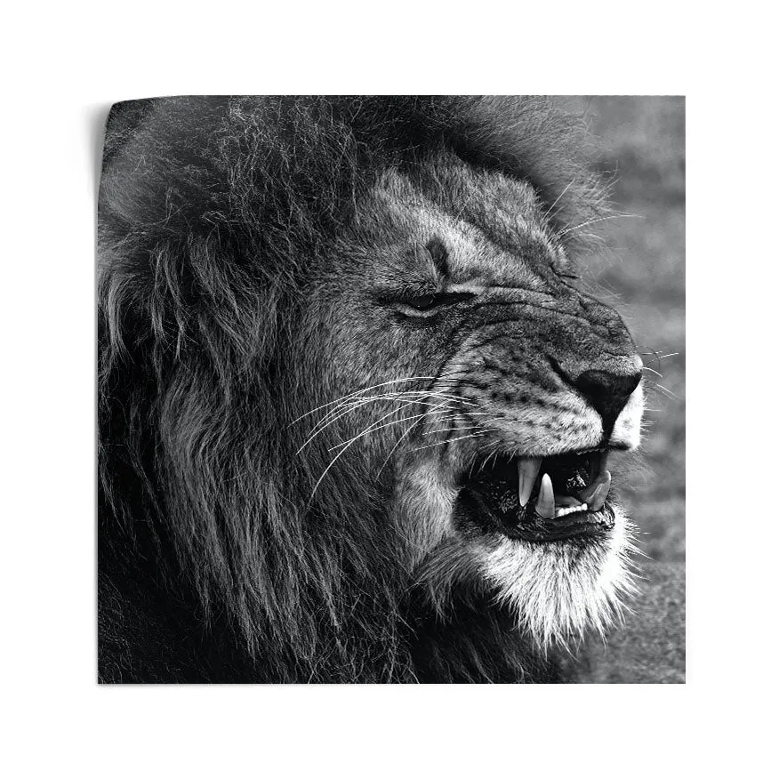 León Gruñendo Poster