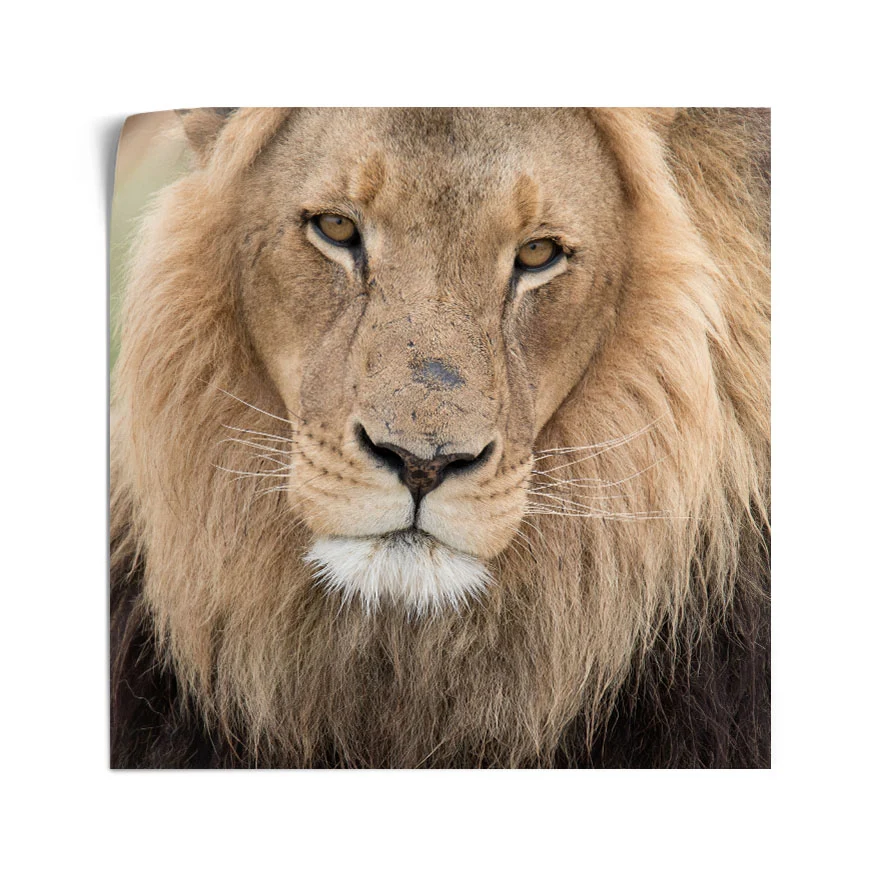 León Poster