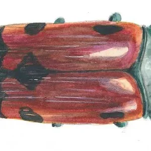 34. Autoadhesivo - Coleóptero Limai