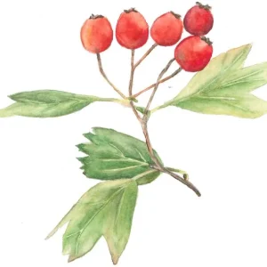 Autoadhesivo - Fruto Limai
