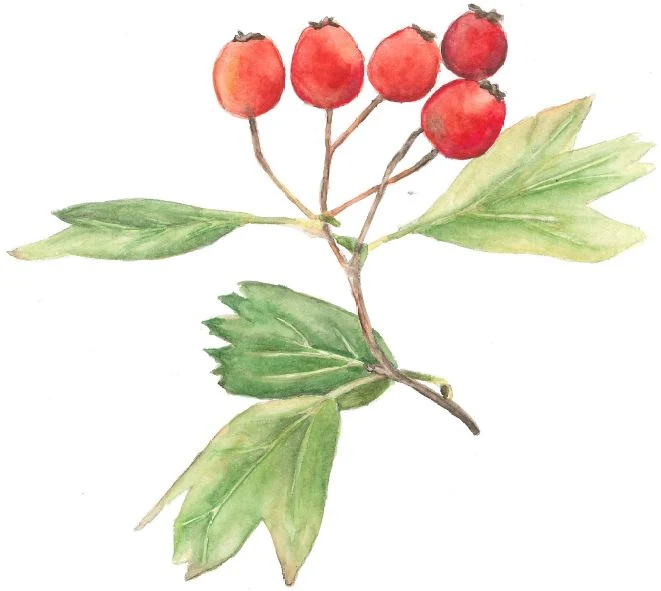 Autoadhesivo - Fruto Limai