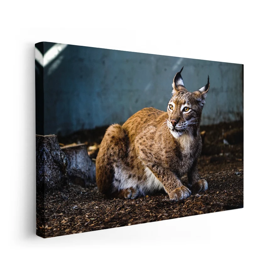 Lince Rojo Poster