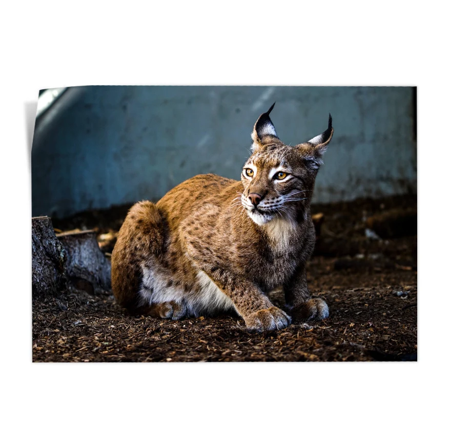 Lince Rojo Poster