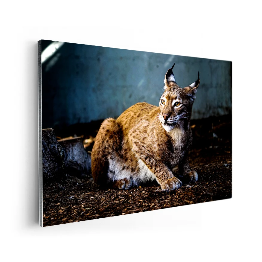 Lince Rojo Poster