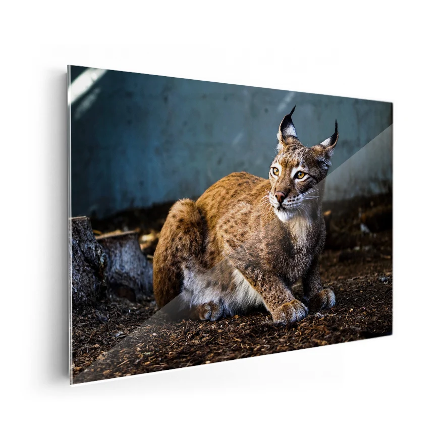 Lince Rojo Poster