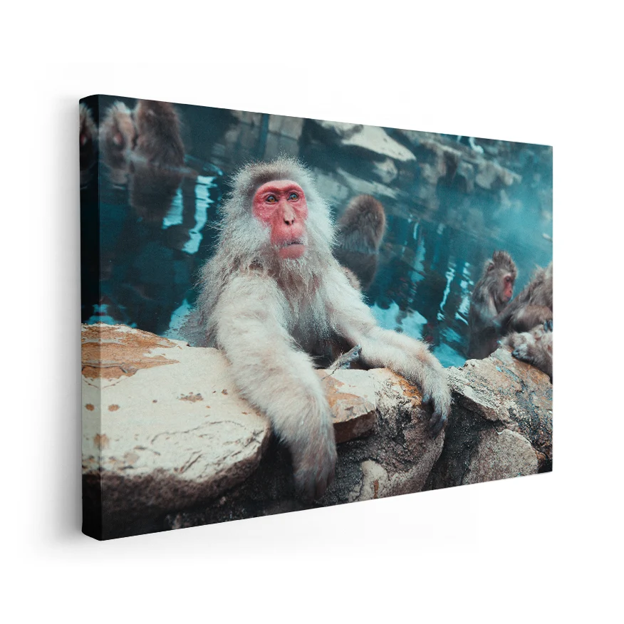 Macaco de Cara Roja Poster