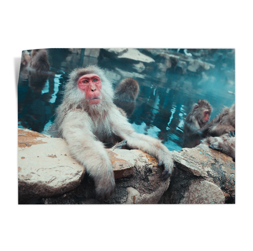 Macaco de Cara Roja Poster