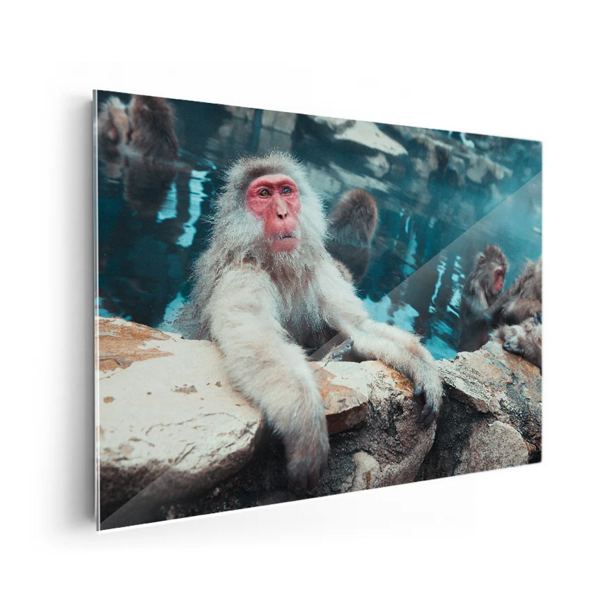 Macaco de Cara Roja Poster