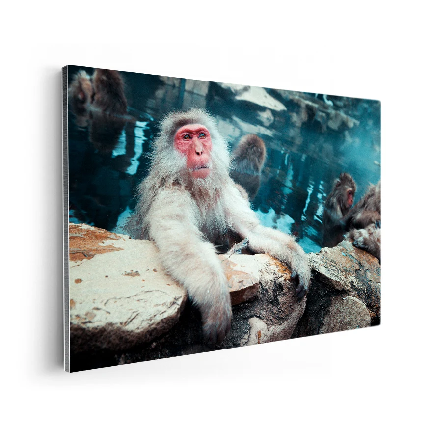 Macaco de Cara Roja Poster