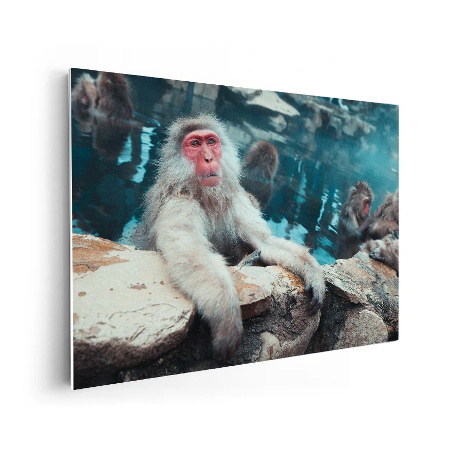 Macaco de Cara Roja Poster