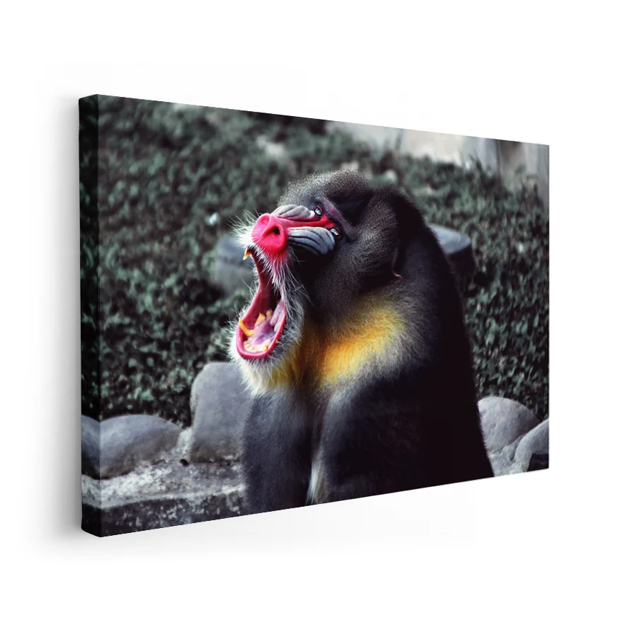 Mandril Poster