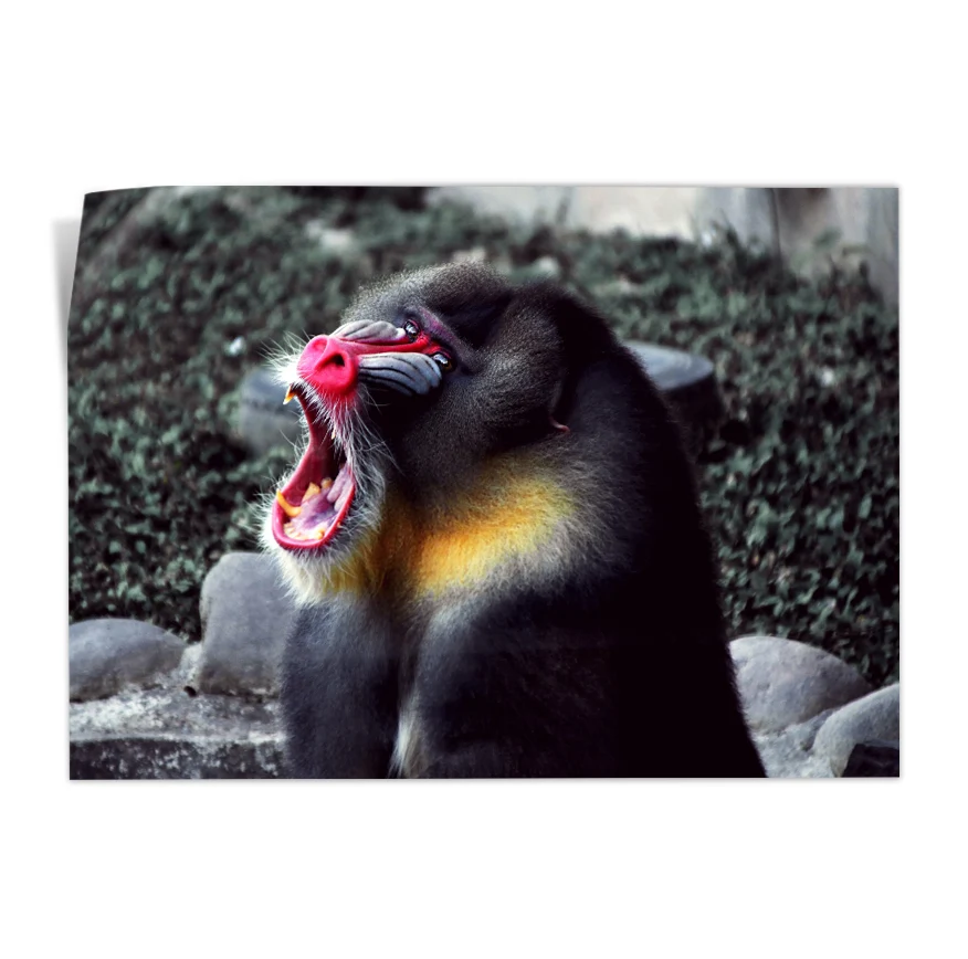 Mandril Poster