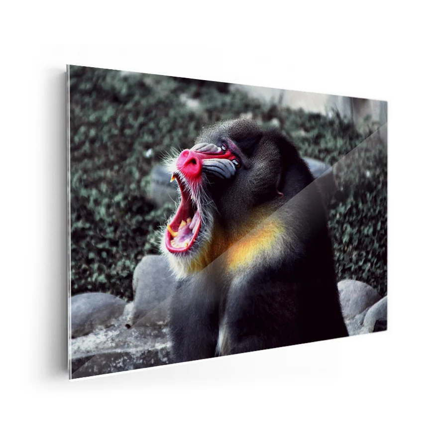 Mandril Poster