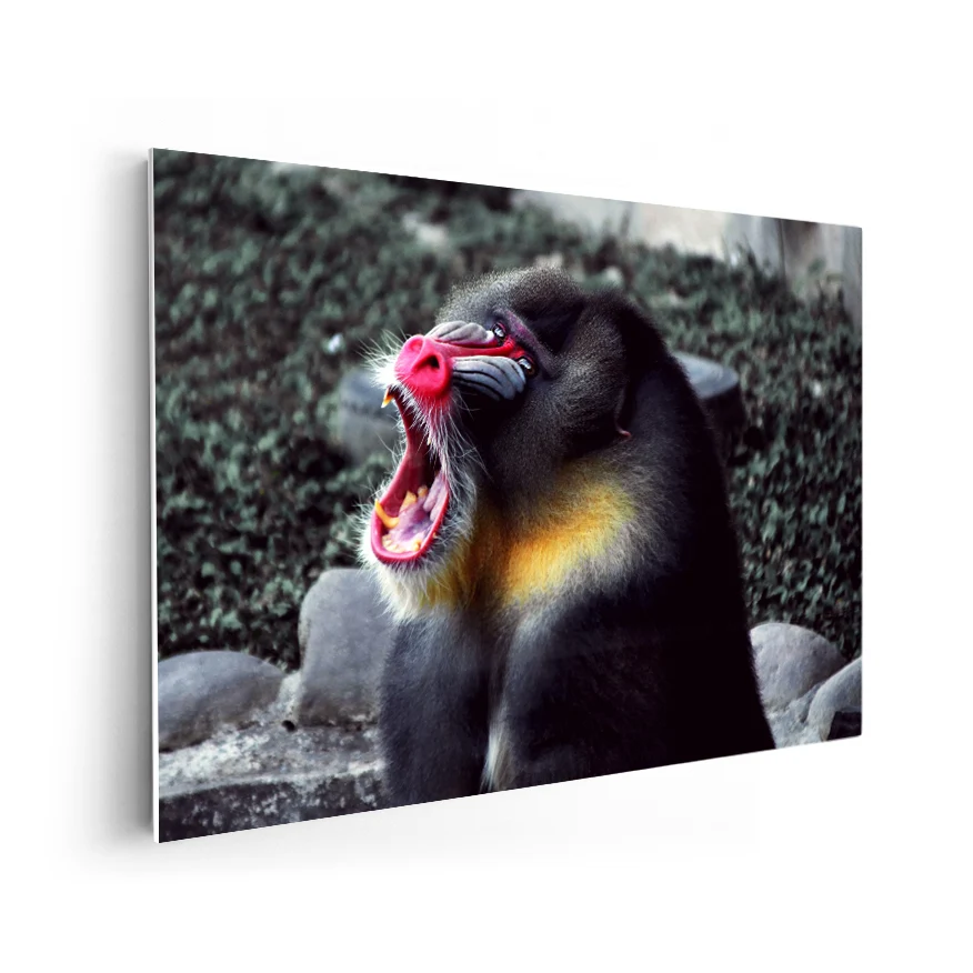 Mandril Poster