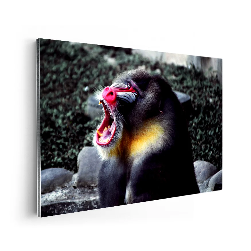 Mandril Poster