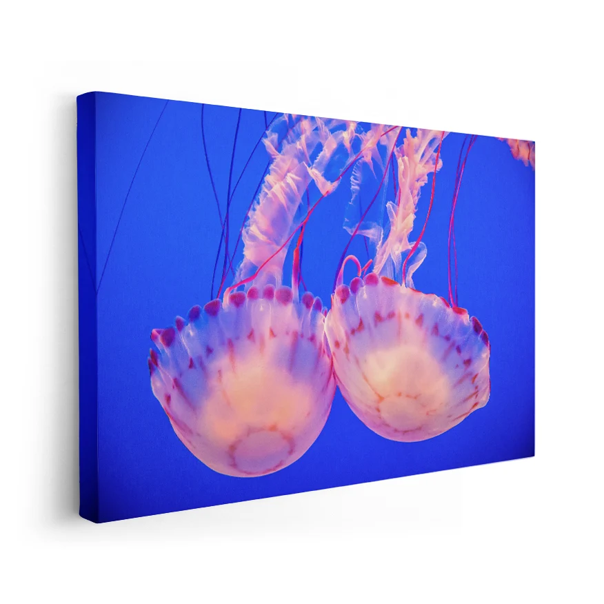Medusas Poster