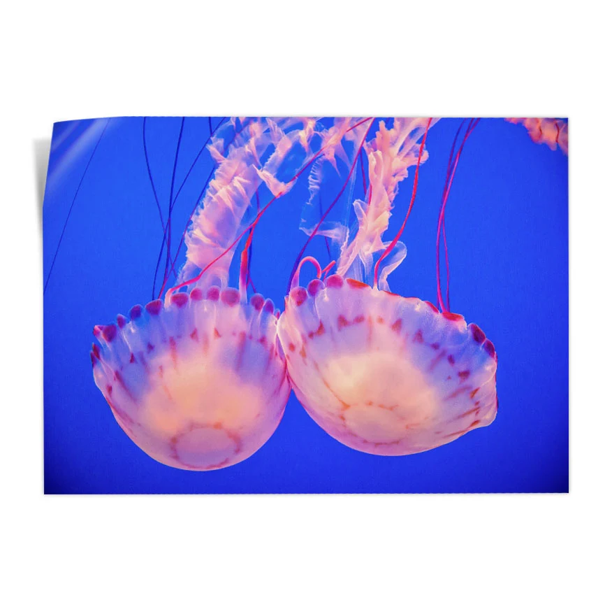 Medusas Poster