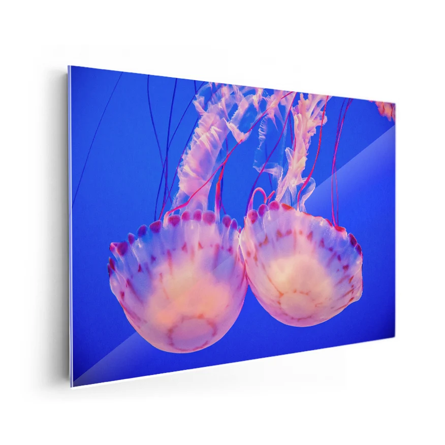 Medusas Poster