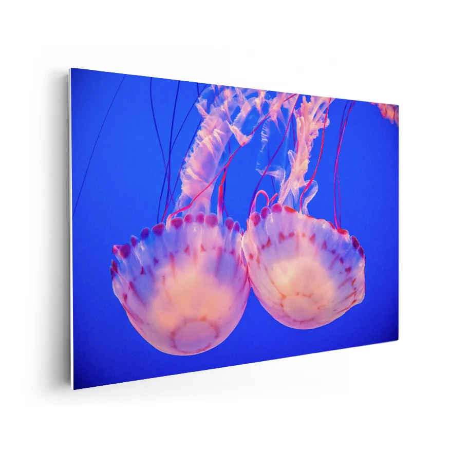 Medusas Poster