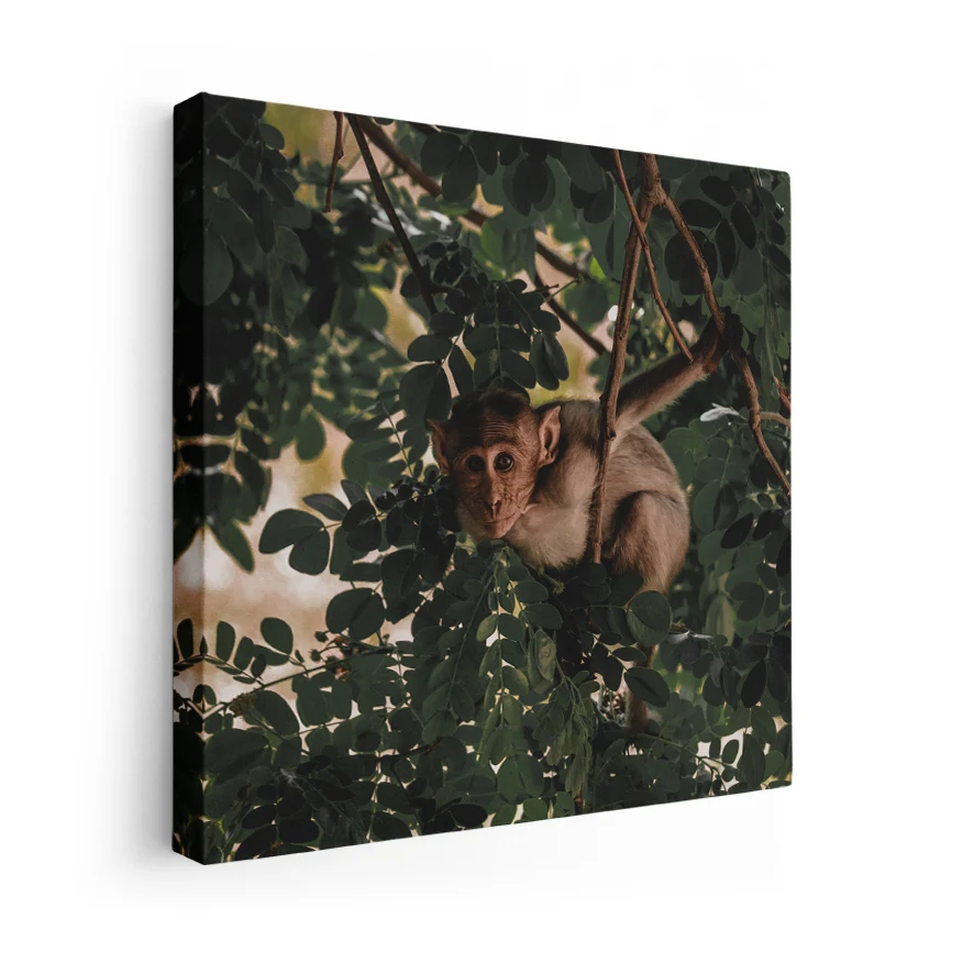 Mono Rhesus Poster