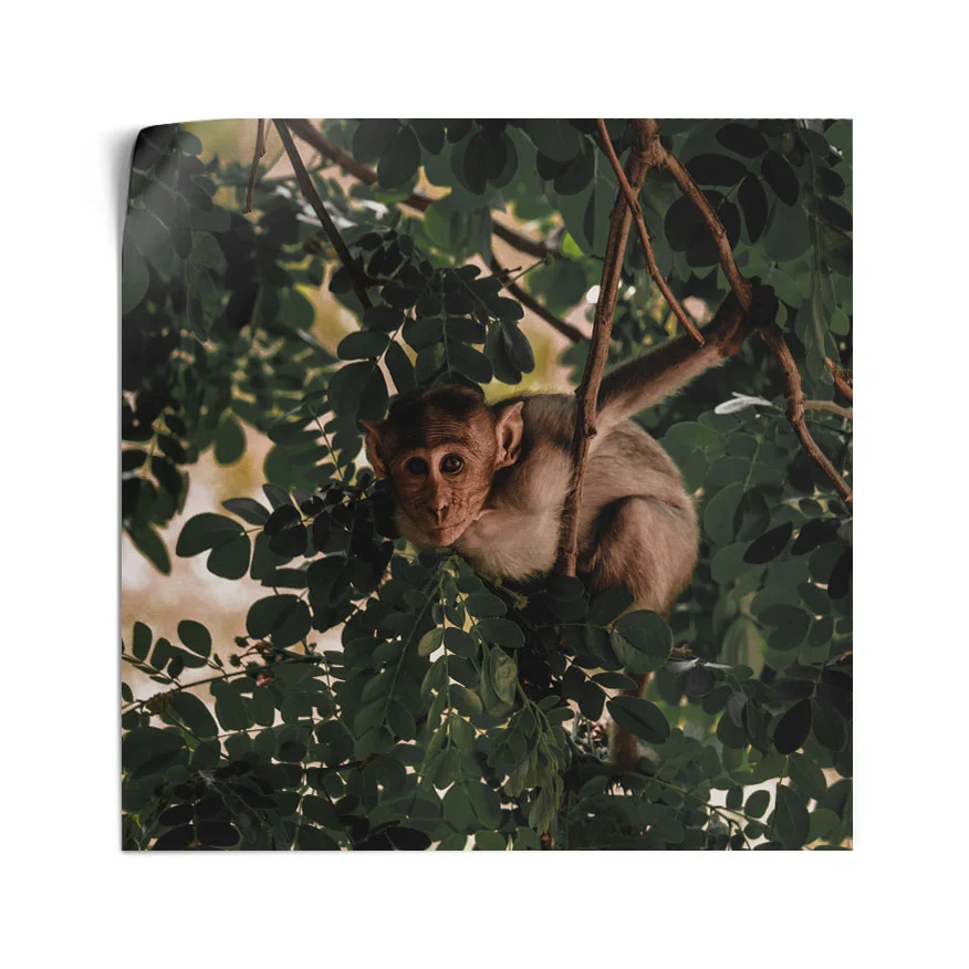 Mono Rhesus Poster