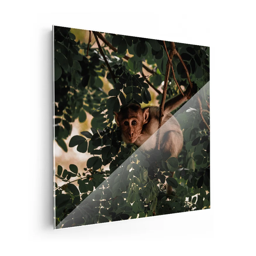 Mono Rhesus Poster