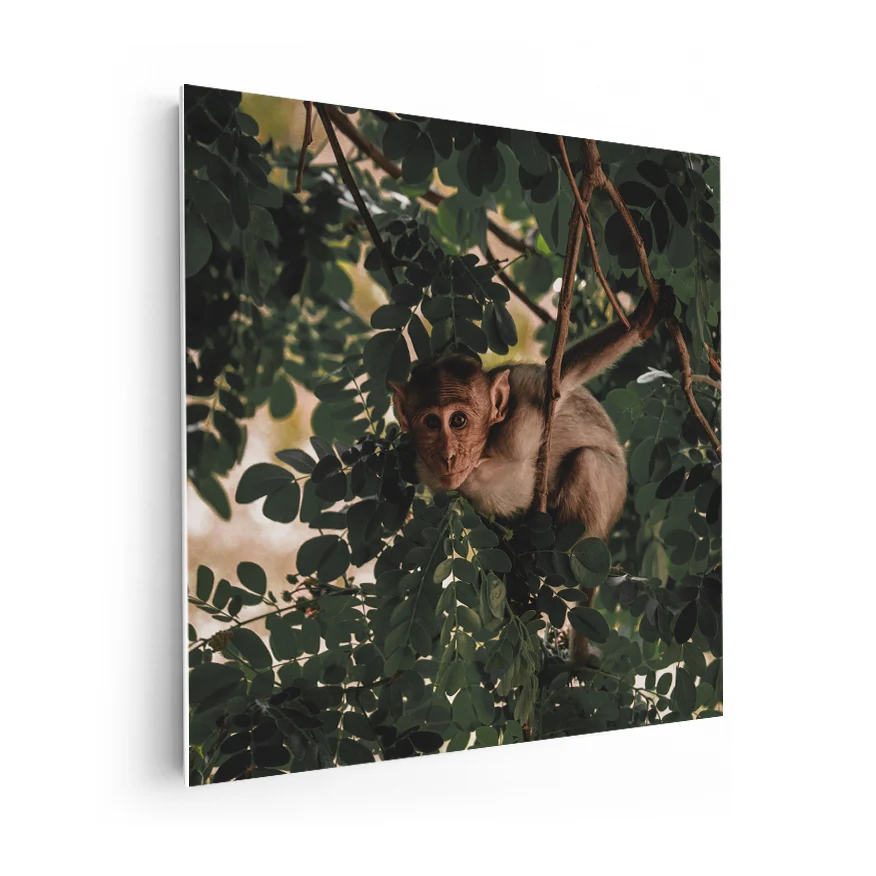 Mono Rhesus Poster