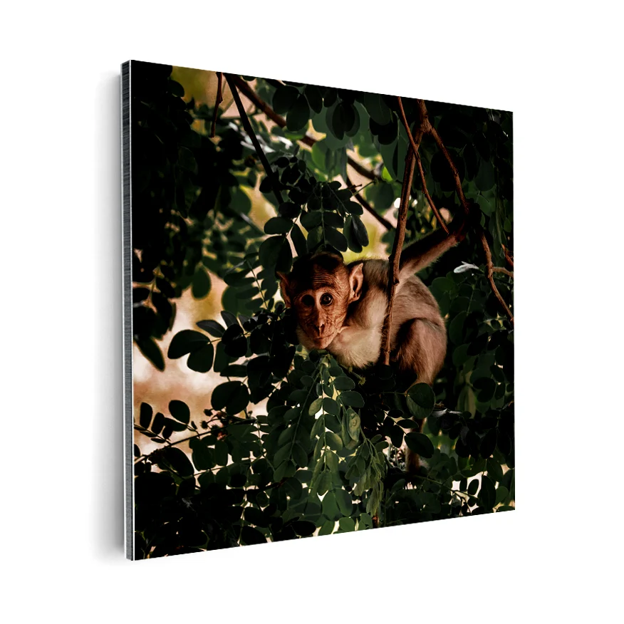 Mono Rhesus Poster