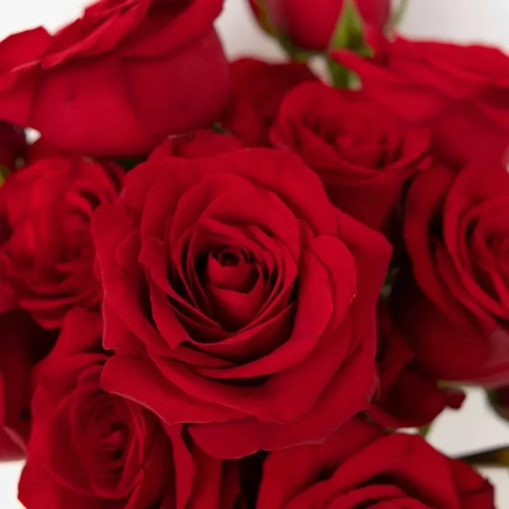 Fragancia Candle Craft - Fresh Cut Roses – Rosas Recién Cortadas - Importado de USA My Store
