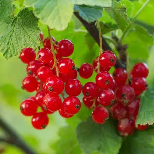 Fragancia Candle Science - EOL - Foraged Red Currant – Grosella Roja Silvestre - Importado de USA My Store