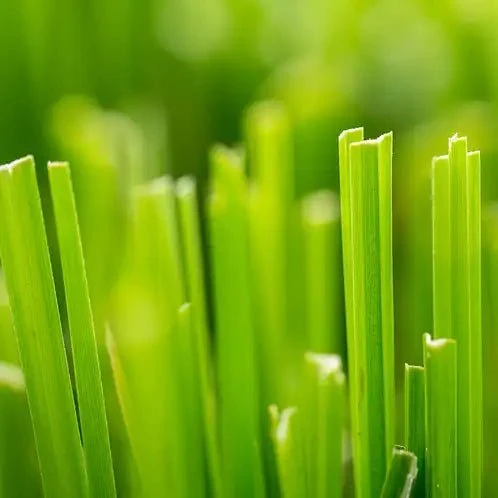Fragancia Candle Science - EOL - Fresh Cut Grass - Pasto Recién Cortado - Importado de USA My Store