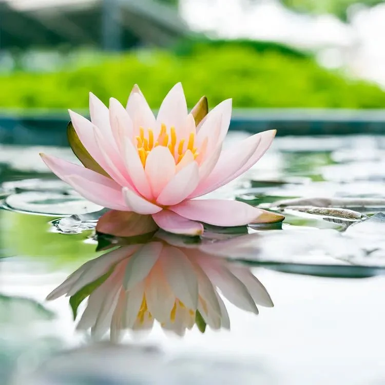 Fragancia Candle Science - EOL - Water Lily - Lirio de Agua - Importado de USA My Store