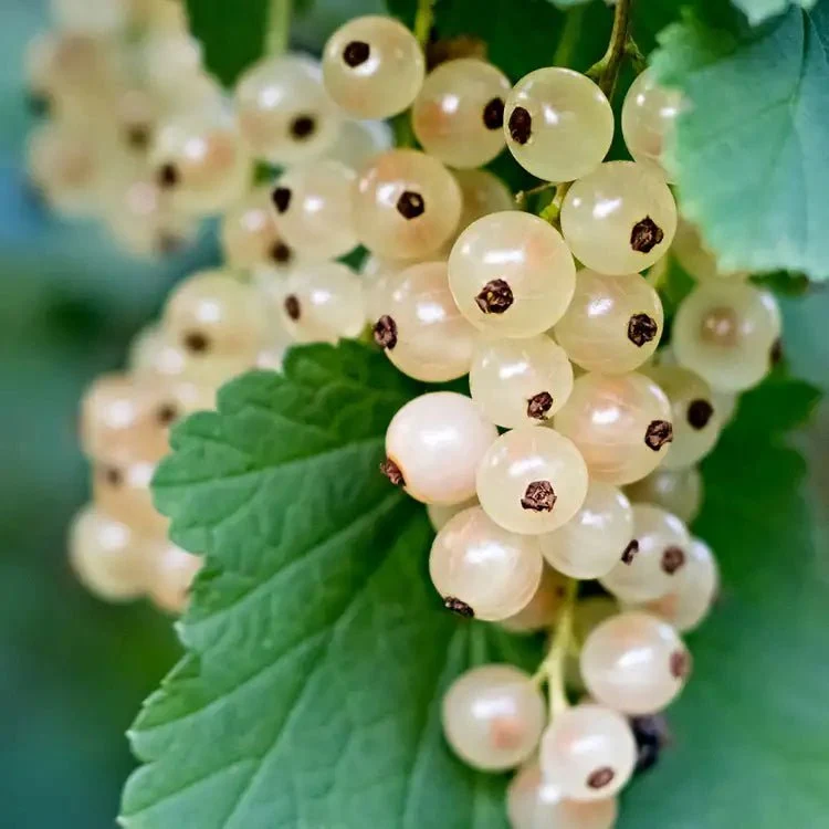 Fragancia Candle Science - EOL - White Currant - Grosella Blanca - Importado de USA My Store