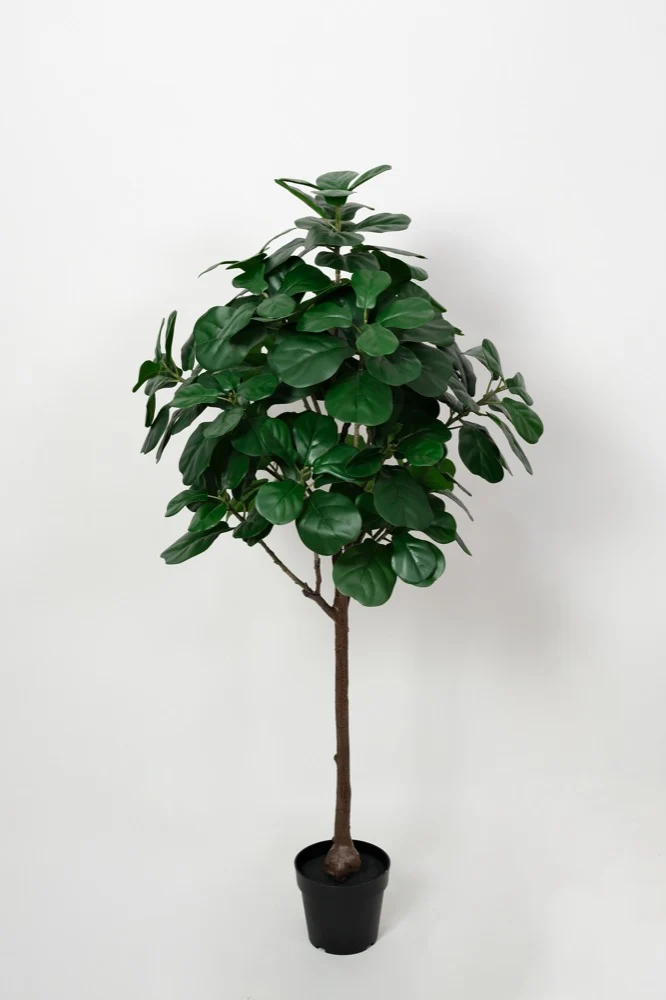 Planta Ficus 146cm Ninguno