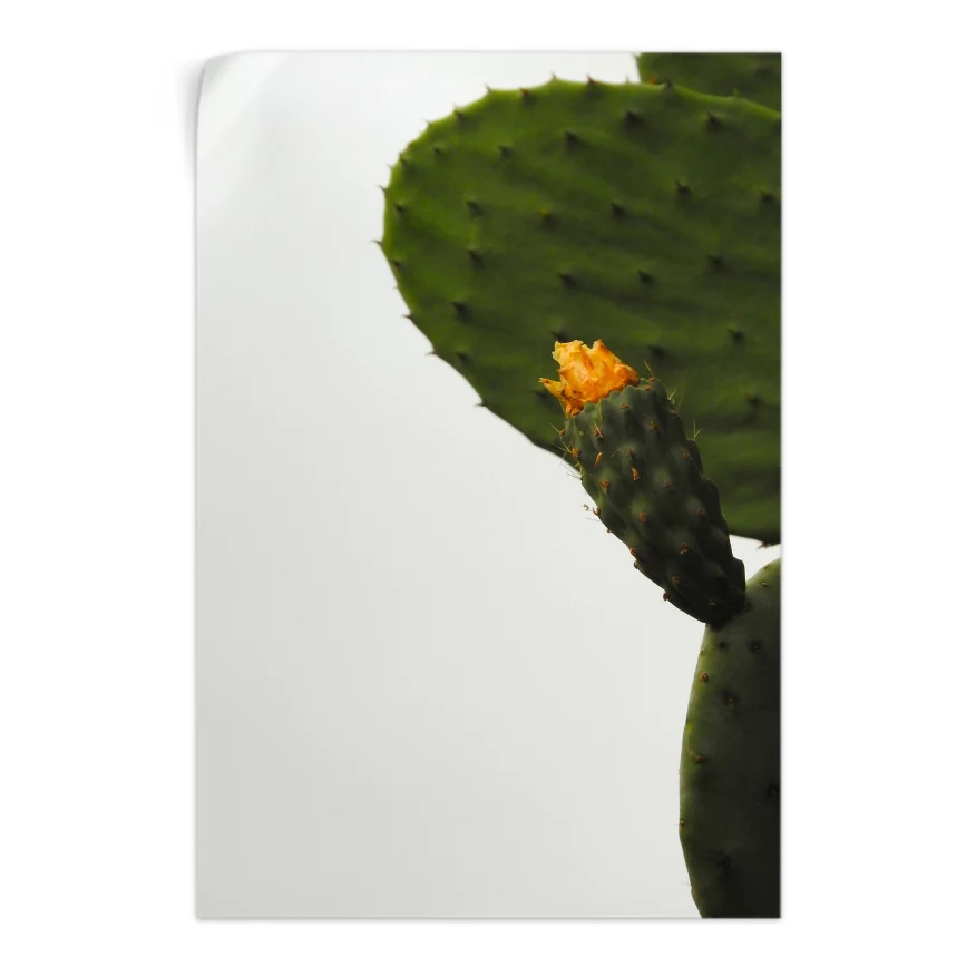 Nopal con Fruto y Flor Poster