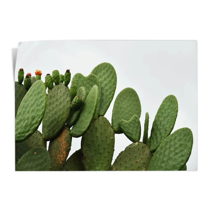 Nopales Poster