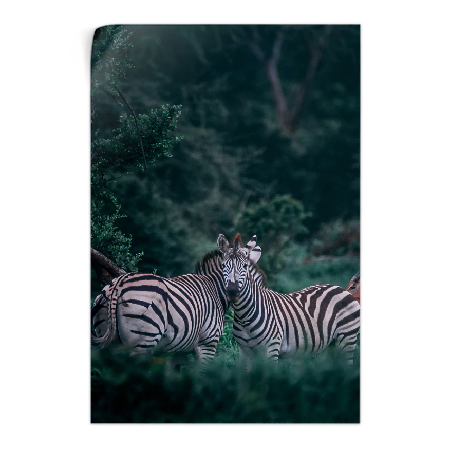 Pareja de Cebras Poster