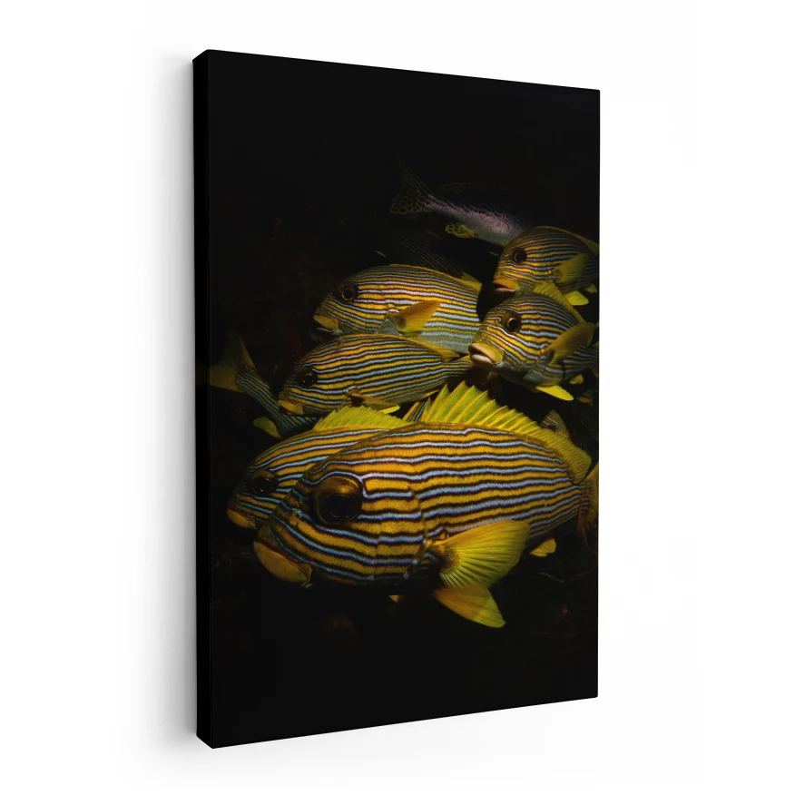 Peces de Colores Poster