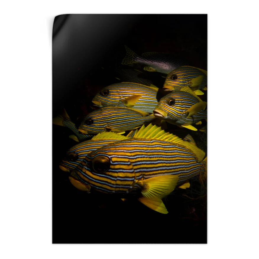 Peces de Colores Poster