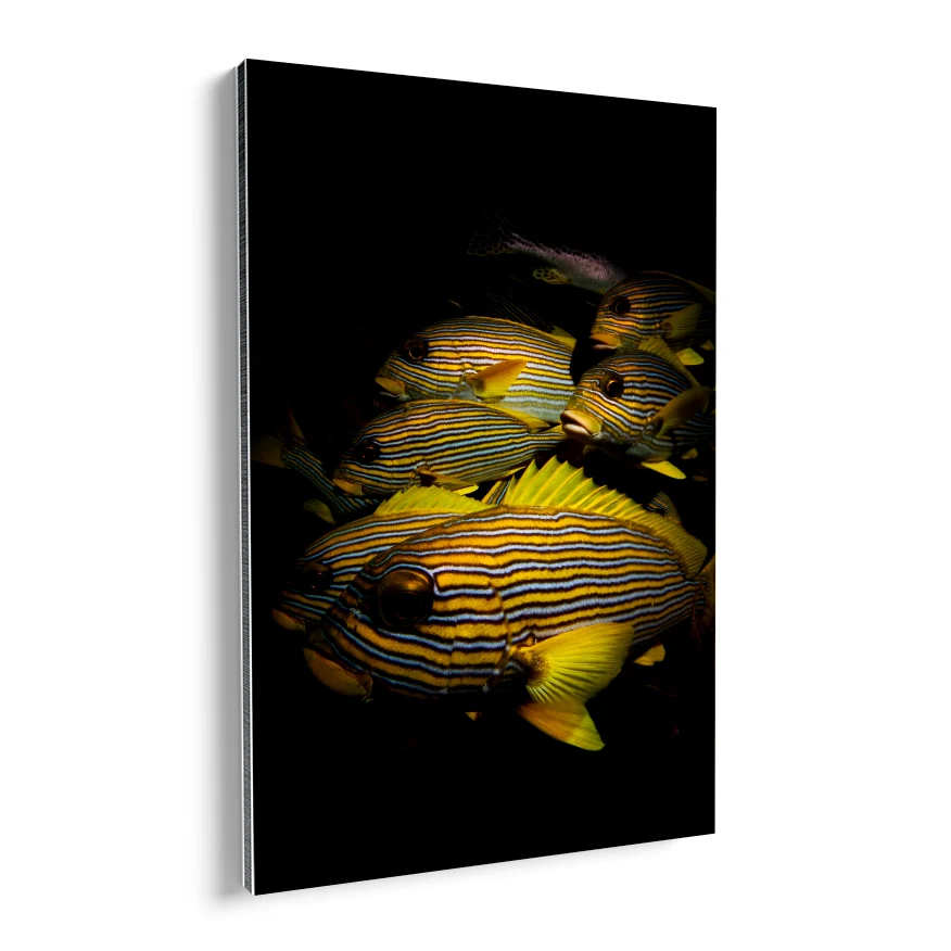 Peces de Colores Poster