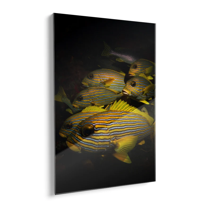 Peces de Colores Poster