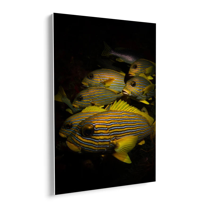 Peces de Colores Poster