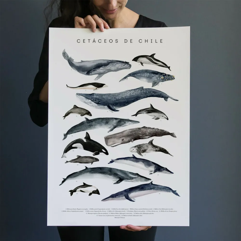 Lámina Cetáceos de Chile 33x50 Pedraza Ilustración
