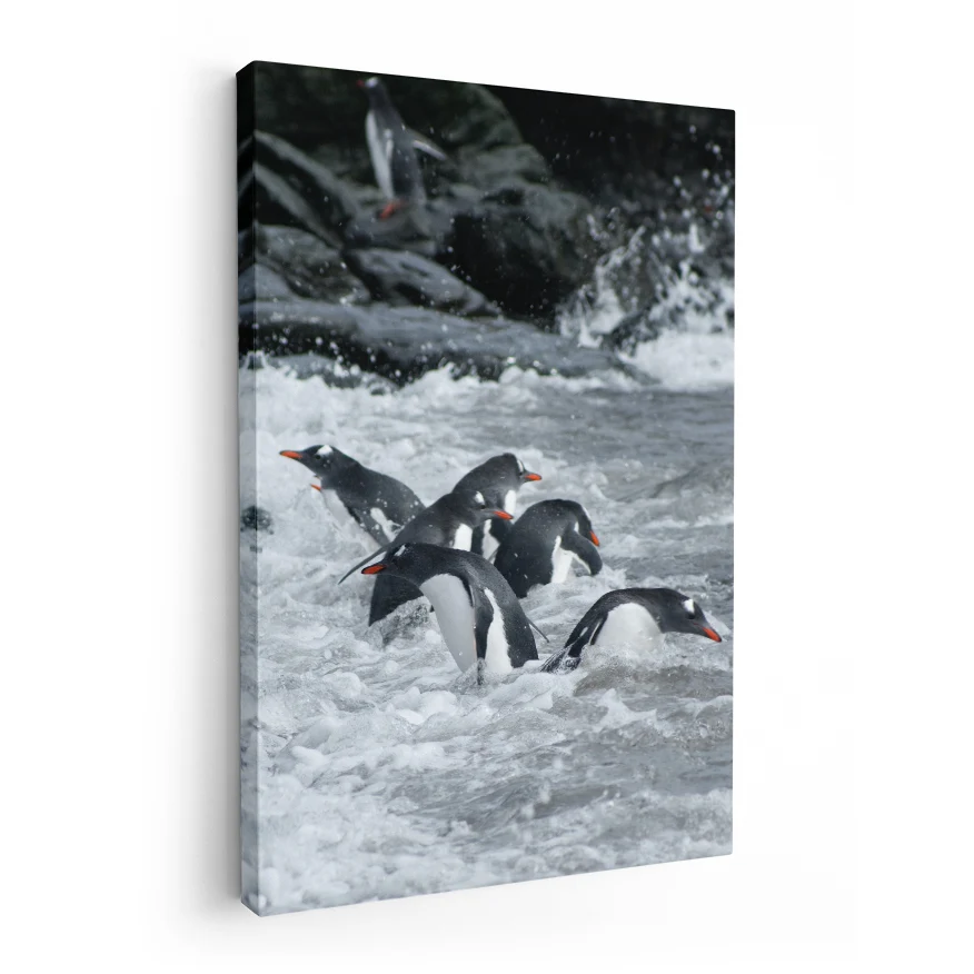 Pingüinos Poster