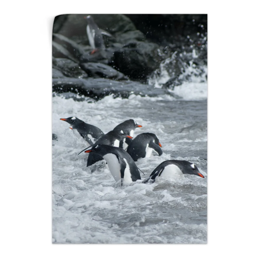 Pingüinos Poster