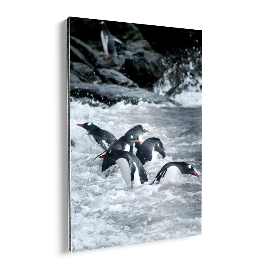 Pingüinos Poster