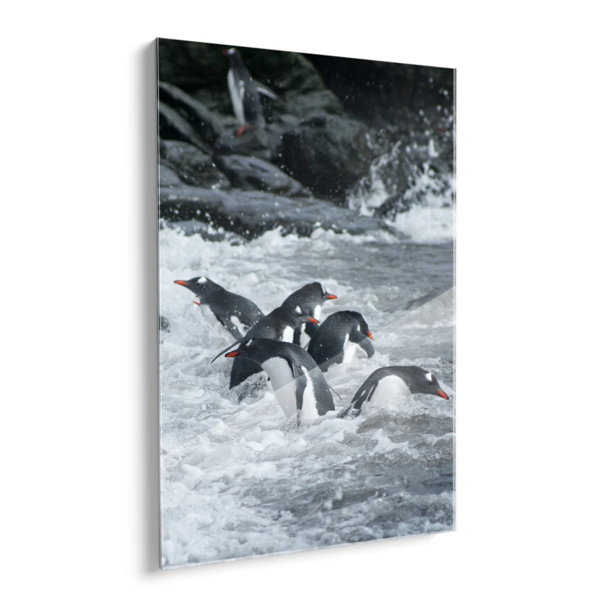 Pingüinos Poster